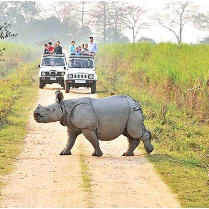 Kaziranga