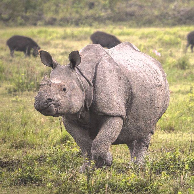 Explore Assam And Meghalaya